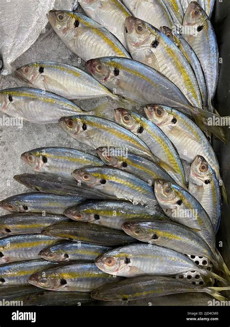 salay fish|What Are the Different Varieties of Fish Used in .